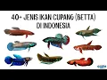 Download Lagu 40+ Jenis Ikan Cupang Alam (Wild Betta) di Indonesia