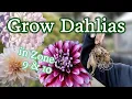 Download Lagu How to SUCCESSFULLY grow dahlias in zones 9 \u0026 10 | Planting, staking \u0026 pest control