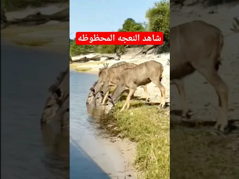 شاهد النعجه المحظوظه #shorts#