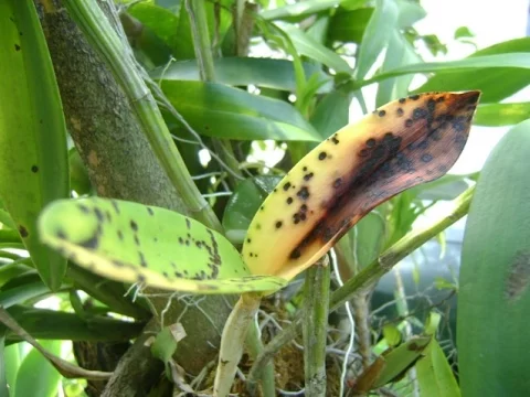 CONTROLE DE COCHONILHA NAS ORQUÍDEAS