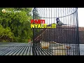 Download Lagu Kicauan Glatik Batu Gacor Pagi Hari, Cocok Buat Pancingan Glatik Batu Malas Bunyi, Dijamin GACOR