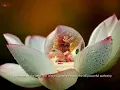 #Jalajakshi #Hamsadhwani Raagam #VarNam #Vocal