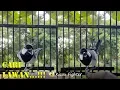 Download Lagu KICAUAN GLATIK WATU PIKAT GACOR | COCOK UNTUK PEMASTERAN