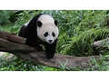 Are conservation efforts really saving pandas