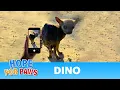 Starving sick homeless dog s amazing transformation just in time for Eldad s birt ay