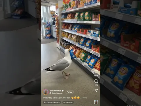 This seagull shops for its own chips 😂