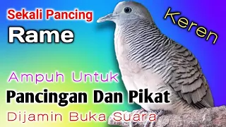 Download Perkutut lokal GACOR yang bagus untuk pancingan dan pikat. MP3