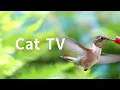Download Lagu Cat TV 2020: 5 Hours Hummingbirds. Beautiful Birds for Cats to Watch. Nature Sounds