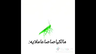 مالك يا صاصا عامل ايه دندنها