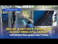 Lagu Belum waktunya panen tapi sudah mencapai target || Budidaya ikan gabus