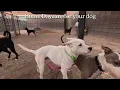 Dog TV Daycare #25