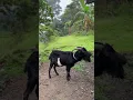 Download Lagu Buck for Breeding #shorts #livestock #launion