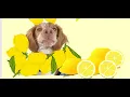 Lesson 4 Lemonade Stand Web Dev Design The Bit by Bit Coding Club Online