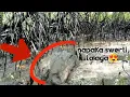 Download Lagu Ep477_napaka swerti talaga nakarami ng huli 