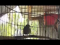 Download Lagu suara burung cikrak bambu