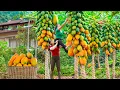 Download Lagu TIMELAPSE -- Harvest Giant Ripe Red Papayas, Transport Go to Market Sell - Cooking Papayas