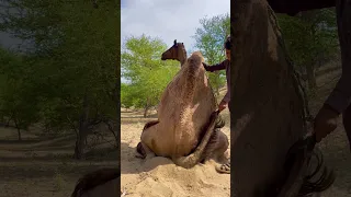 الفتى الصغير يشد ذيل الجمل ليقوم ولكن الجمل لا يقوم  الفتى الصغير يشد ذيل الجمل ليقوم ولكن الجمل لا يقوم