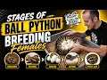 THE Female Ball Python Breeding Cycle Signs Timing Best Practices - without an Ultrasound