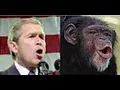 Bush - monkey faces