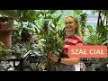 Download Lagu NOWE ROŚLINY wjechały do sklepu ✨hoja bella ✨Anthurium Regale 🌵epipremnum baltic blue  + SZAŁ CIAŁ