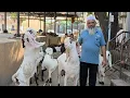Lagu Surat Ka Biggest Hyderabadi Breeding Setup Saukh | SK Goat Farm Hyderabadi Saukh.