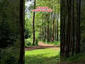 Download Lagu hutan pinus malang | wisata alam malang