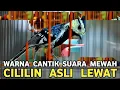 Lagu NGUTANG PUN TERJADI KALO GAK TAHAN LIAT BURUNG YG SATU INI || WARNA CANTIK SUARA MEWAH CILILIN LEWAT