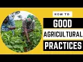 Download Lagu Good Agricultural Practices in Your FARM | GAP |  AFRICA FARMING (HOW TO ep 33)