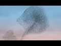 Hope Is the Thing with Feathers - Christopher Tin, Barnaby Smith, Royal Philharmonic Orchestra & VOCES8