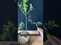 Download Lagu High performance and practical tool, use good quality pliers for tree bonsai pruning #gardentools