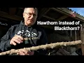 Download Lagu Using hawthorn instead of Blackthorn for stick making. Hawthorn is a serious option.