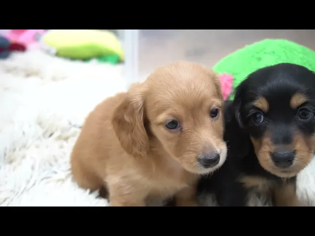 動画