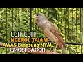 Download Lagu kenari gacor panjang Cuit Cuit EMOSI, Pancingan Kenari Paud Belajar Bunyi, terapi AMPUH Kenari MACET