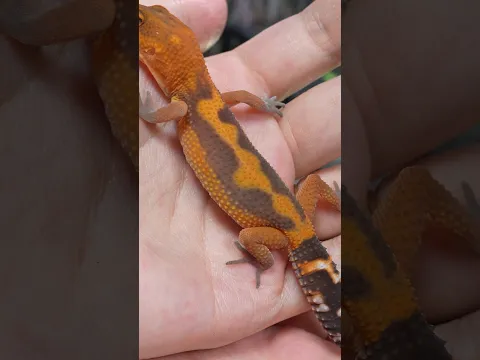 のろしとレオパフェスと唐井さん #爬虫類 #レオパ #leopardgecko