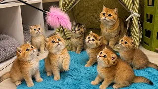 She Didn’t Give Birth to These Kittens, But Now She’s Teaching All 7 to Hunt!