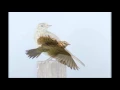 Download Lagu Eurasian Skylark (Alauda arvensis) sound / (صوت قنبرة الغيط  (مطوق