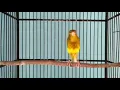 Download Lagu Kenari isian blackthroat dan sanger, durasi panjang suara jernih | kenari untuk masteran lovebird