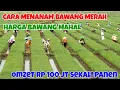 Lagu CARA MENANAM BAWANG MERAH, RAIH OMSET 100 JUTA DALAM BUDIDAYA BAWANG MERAH || PETANI MUDA