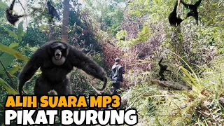 Download MIKAT SEMUA JENIS BURUNG DI GUNUNG SUARA MIKAT BURUNG HILANG GARA GARA SI NYET MP3