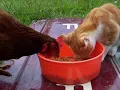The Sharing Song