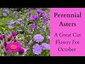 Download Lagu Perennial Asters A Great Cut Flower For October