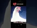 Download Lagu Safira Inema Ojo Nangis x Ayam Joget Asoy