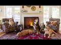 Puppies in Paradise Dog-Friendly Niagara Getaway