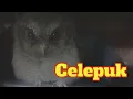 Download Lagu Suara Burung Hantu Celepuk