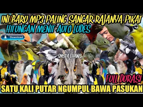 Download MP3 mp3 siluman‼️SUARA PIKAT SEMUA JENIS BURUNG LIAR TERBAIK LANGSUNG NGUMPUL @Smstachanel