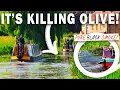 Download Lagu BLACK SMOKE! Blanket Weed is BREAKING Our Narrowboat Engine! Middle Level Navigations - 550