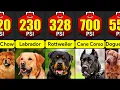 Download Lagu What Breeds Of Dogs Have The Strongest Bite? | Comparison