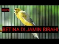 Download Lagu Terapi Suara Burung Kenari Jantan Memancing Birahi Kenari Betina