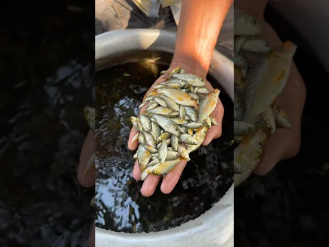 জাপানি কার্পু মাছের পোনা  carpo fish #fish