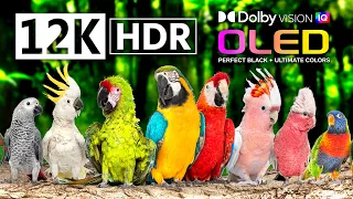 12K HDR 60FPS | 1000 BIRDS BEAUTIFUL Collection | Ultimate OLED TV | Dolby Atmos • IMAX Enhanced
